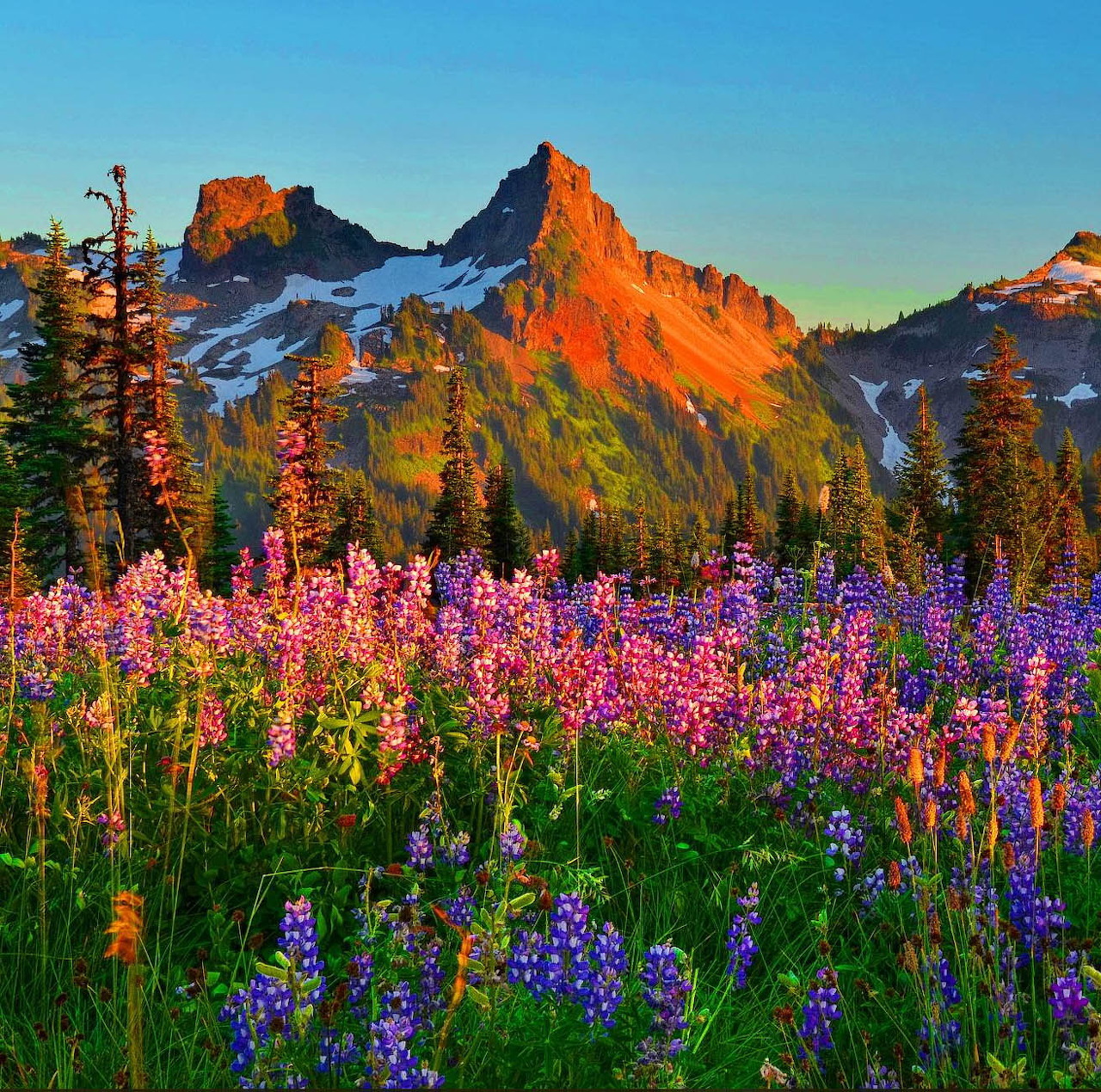 Pink and purple wildflowers in meadow with snow-capped mountains and evergreen trees at golden hour