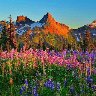Wildflowers and Mountain Peaks