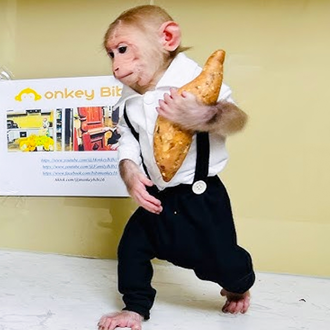 Young monkey in suspenders and white shirt holding a large baguette indoors
