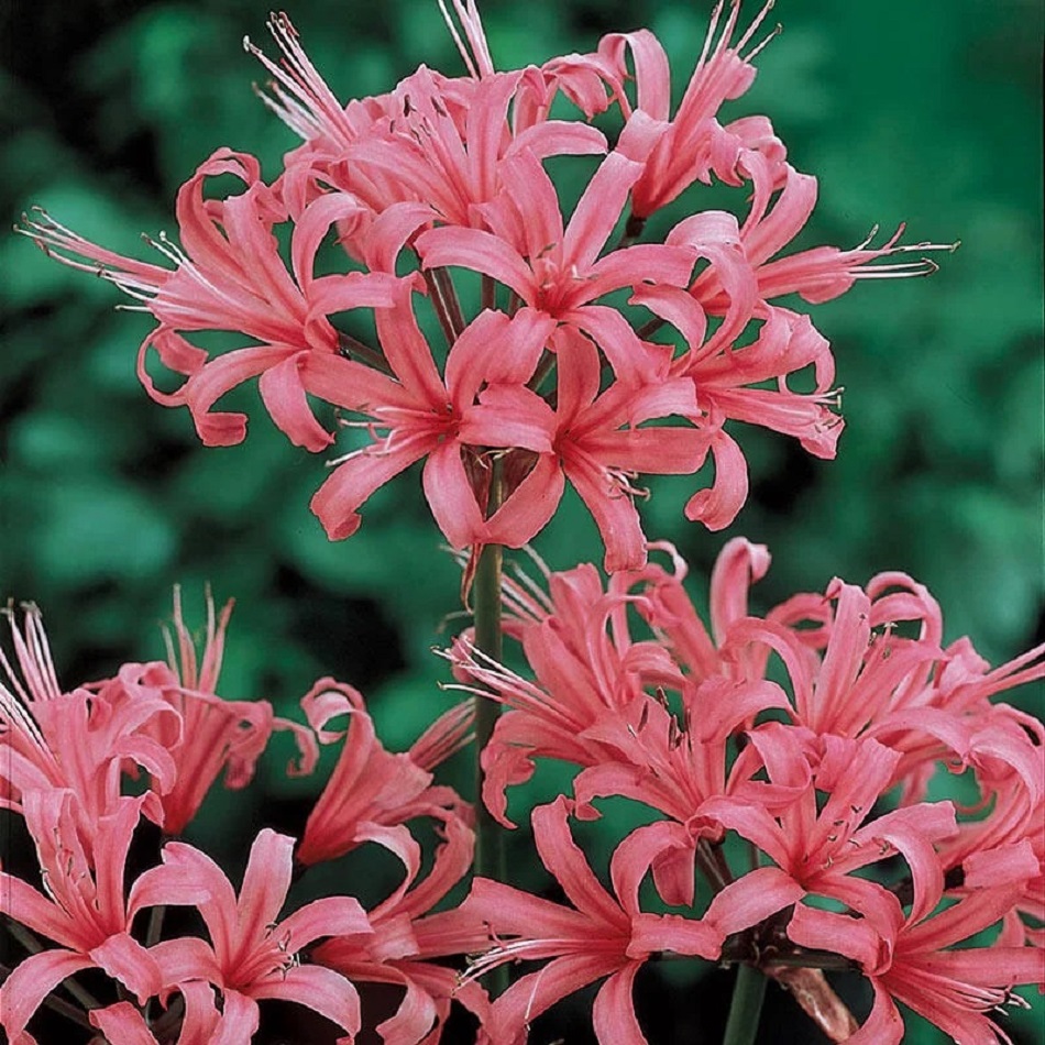 Pink Japanese spider lily flowers with curved petals and long stamens on green background