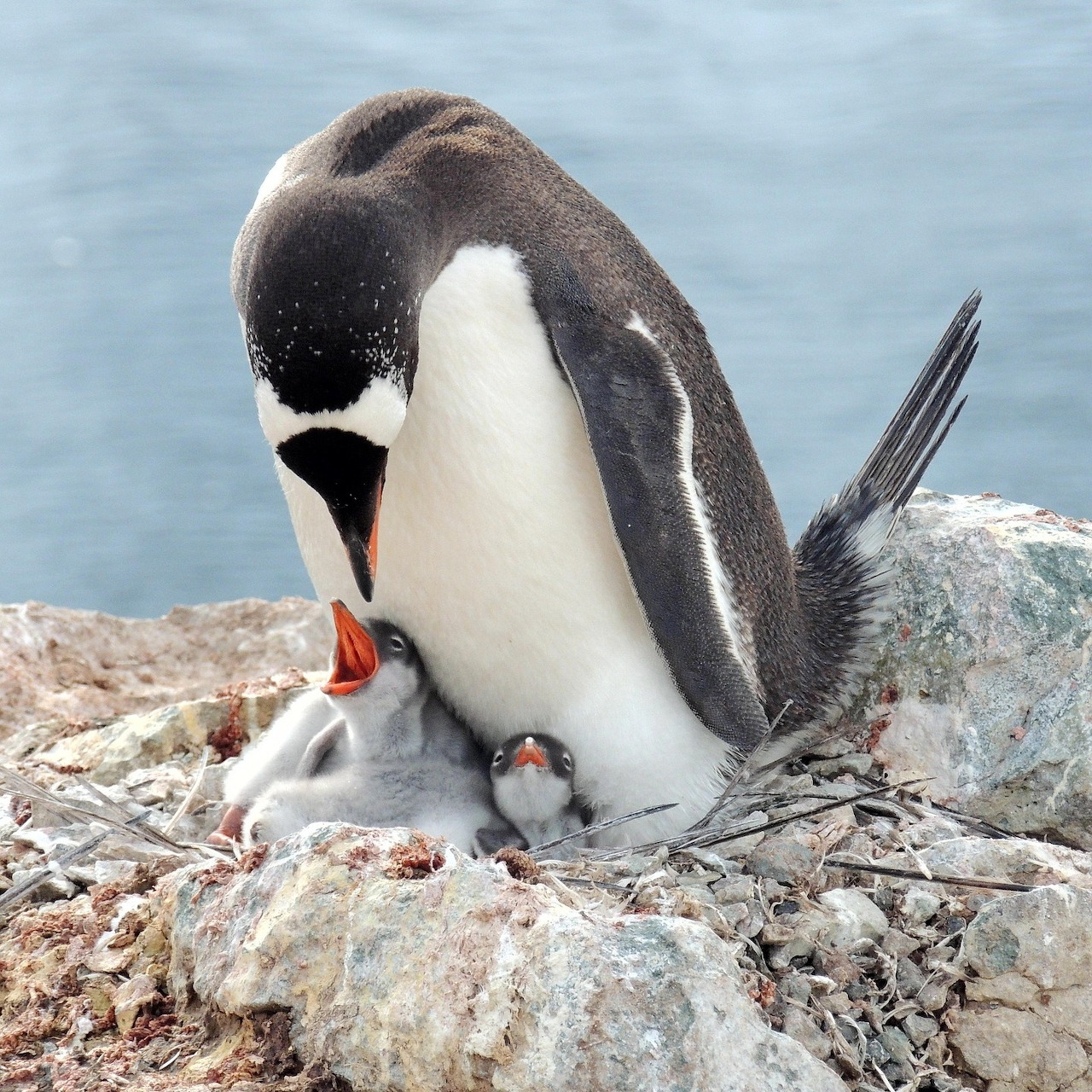 Gentoo penguin bending over its small chick on a rocky nest with blue ocean behind