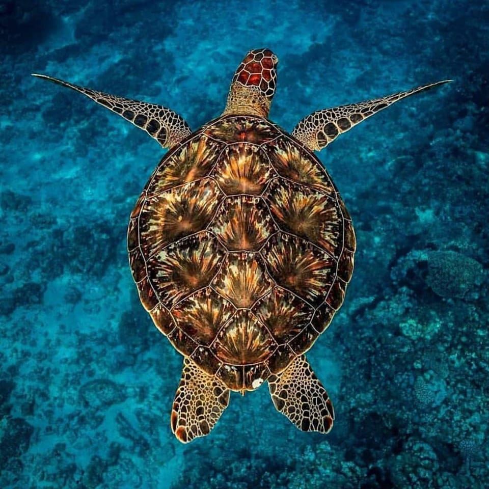 Sea turtle swimming in blue ocean water viewed from above
