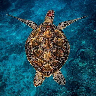 Sea Turtle