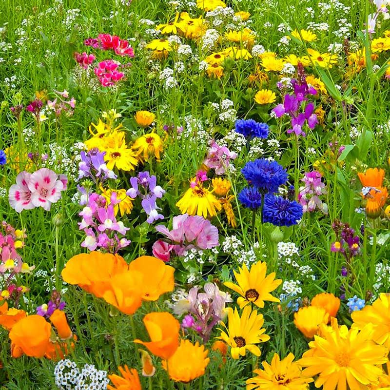 Colorful wildflowers blooming in a grassy meadow