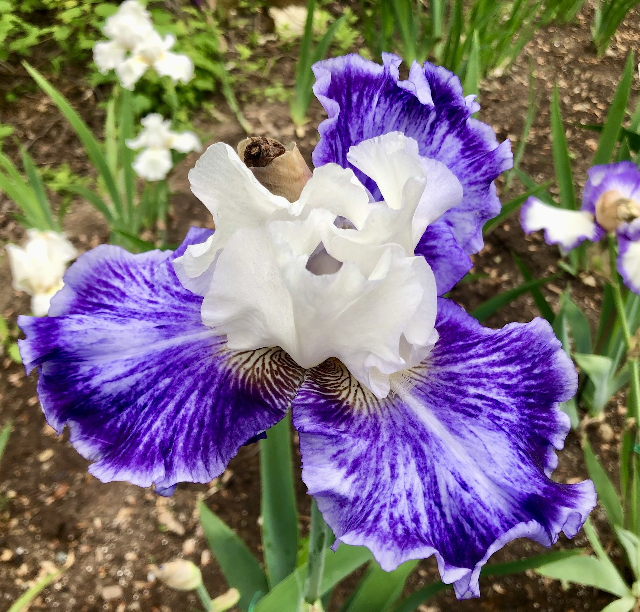Purple and white bearded iris flower with ruffled petals in a garden setting