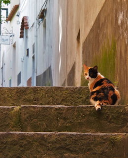 Orange tabby cat sitting on old stone stairs between white buildings