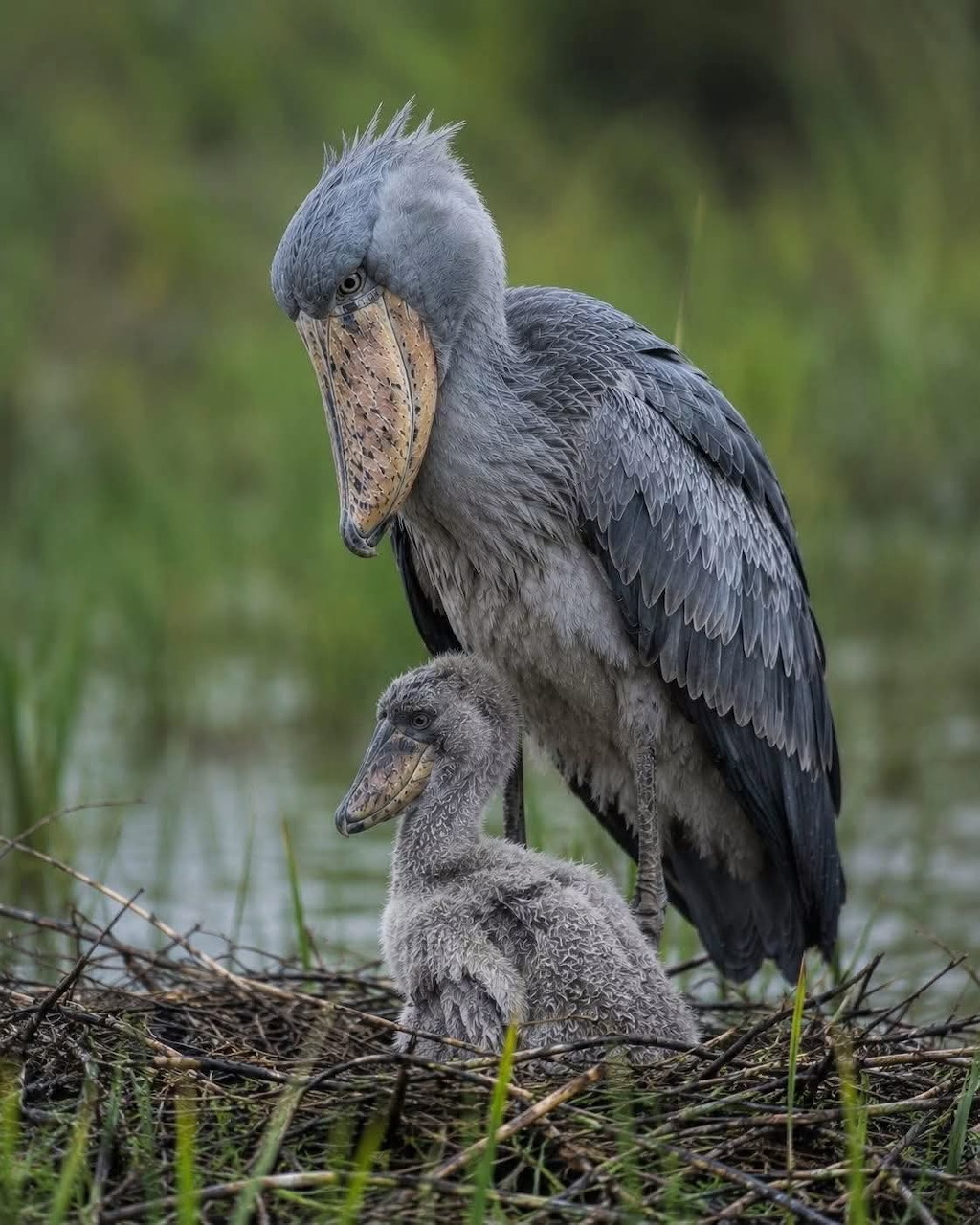 Shoebill and Chick
