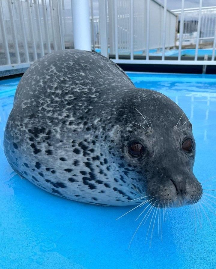 Spotted seal lying on blue pool surface looking at camera with wide eyes