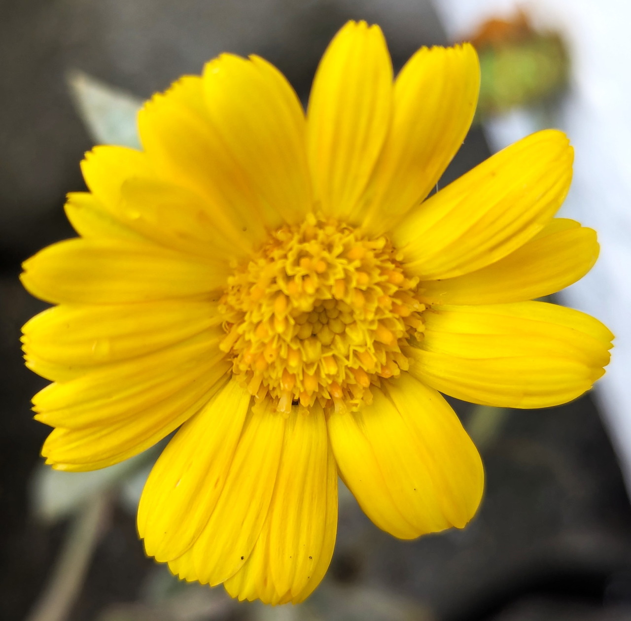 Close-up of a bright yellow marigold flower with visible petal detail and central disk florets