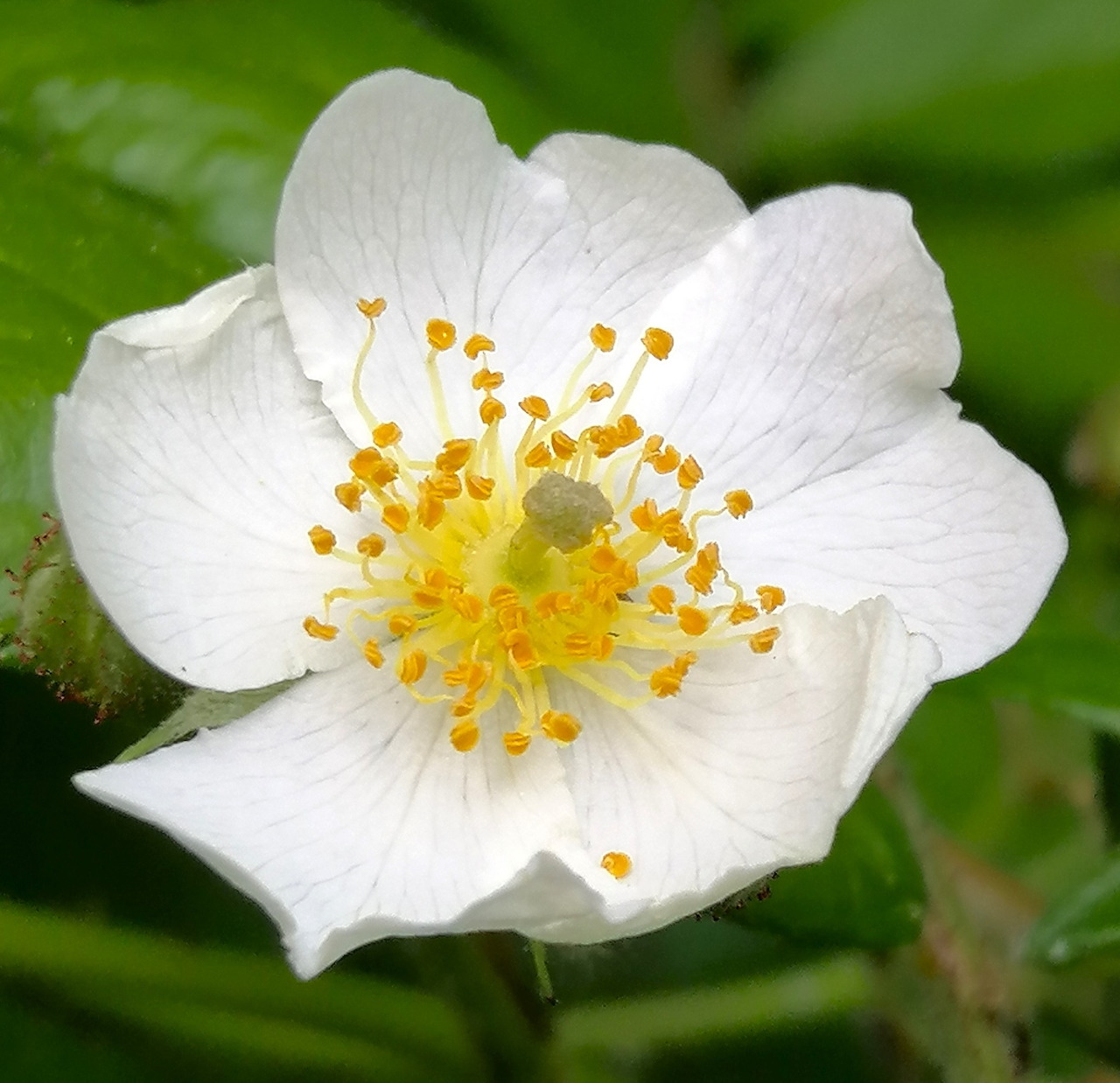 White rose flower with yellow center stamens on green blurred background