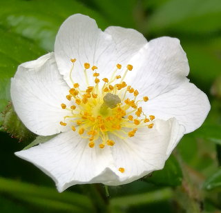 White Rose Bloom