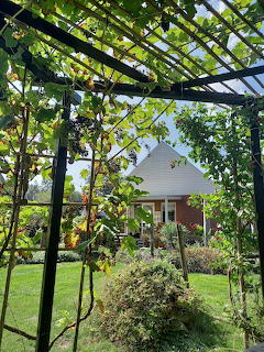 Garden Grape Pergola