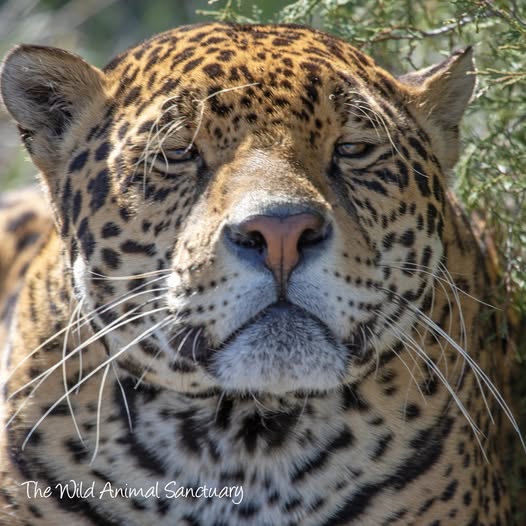 Close-up frontal view of a jaguar's face showing golden fur with black rosette spots and white whiskers
