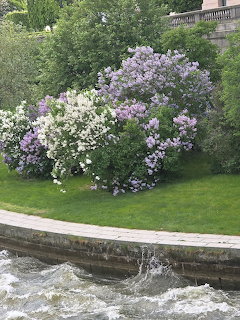 Purple and white lilac bushes bloming on a green lawn next to a stone-edged waterway
