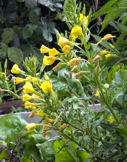 Yellow evening primrose flowers growing among green leaves in a garden