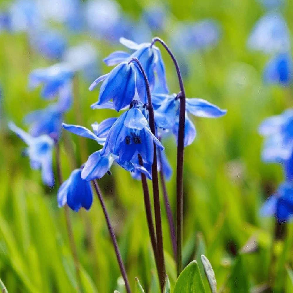 Blue Scilla Spring Flowers