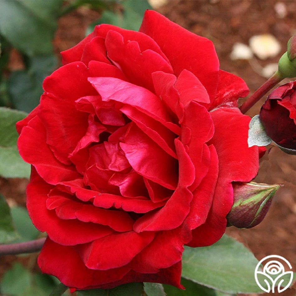 Vibrant red Don Juan rose in full bloom with layered petals against blurred green foliage