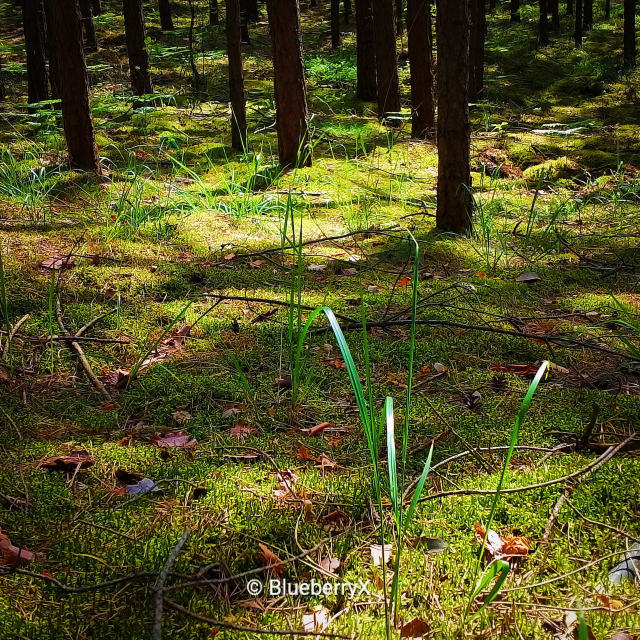 Sunlit forest floor with moss, grass, and tree trunks in a woodland setting