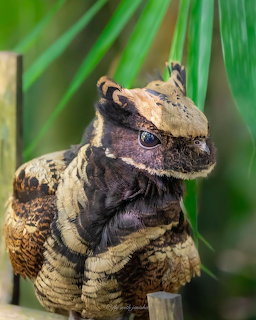 Great-eared nightjar bird with prominent ear tufts and textured brown feathers perched on a branch