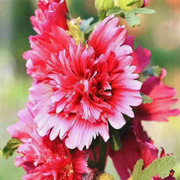 Hollyhock