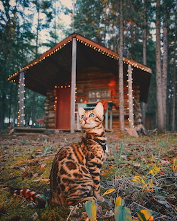 Bengal cat sitting outdoors in front of illuminated wooden cabin in forest