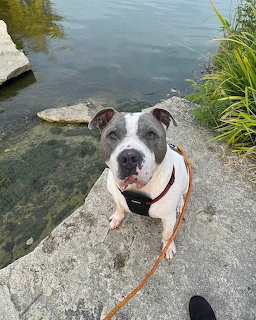 Grey and white pit bull in a harness sitting on rocks beside calm green water