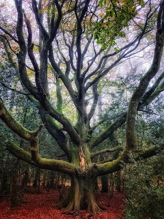 Large ancient tree with spreading moss-covered branches in a misty autumn forest with red fallen leaves