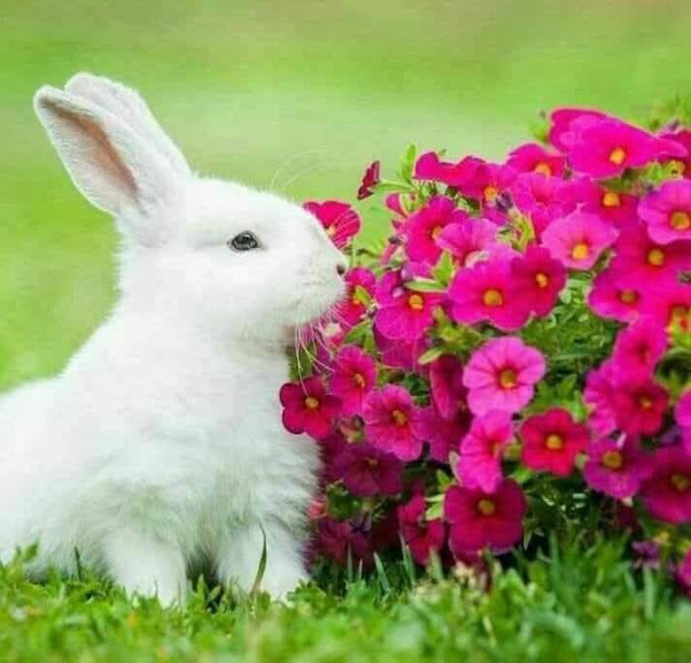 White rabbit sitting next to bright pink flowers on green grass