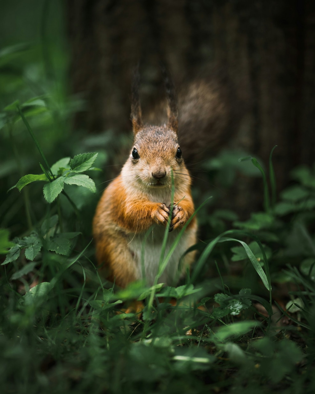 Red squirrel standing upright in green forest plants, looking at camera