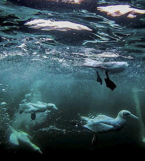 Gannets swimming underwater beneath a rippled ocean surface
