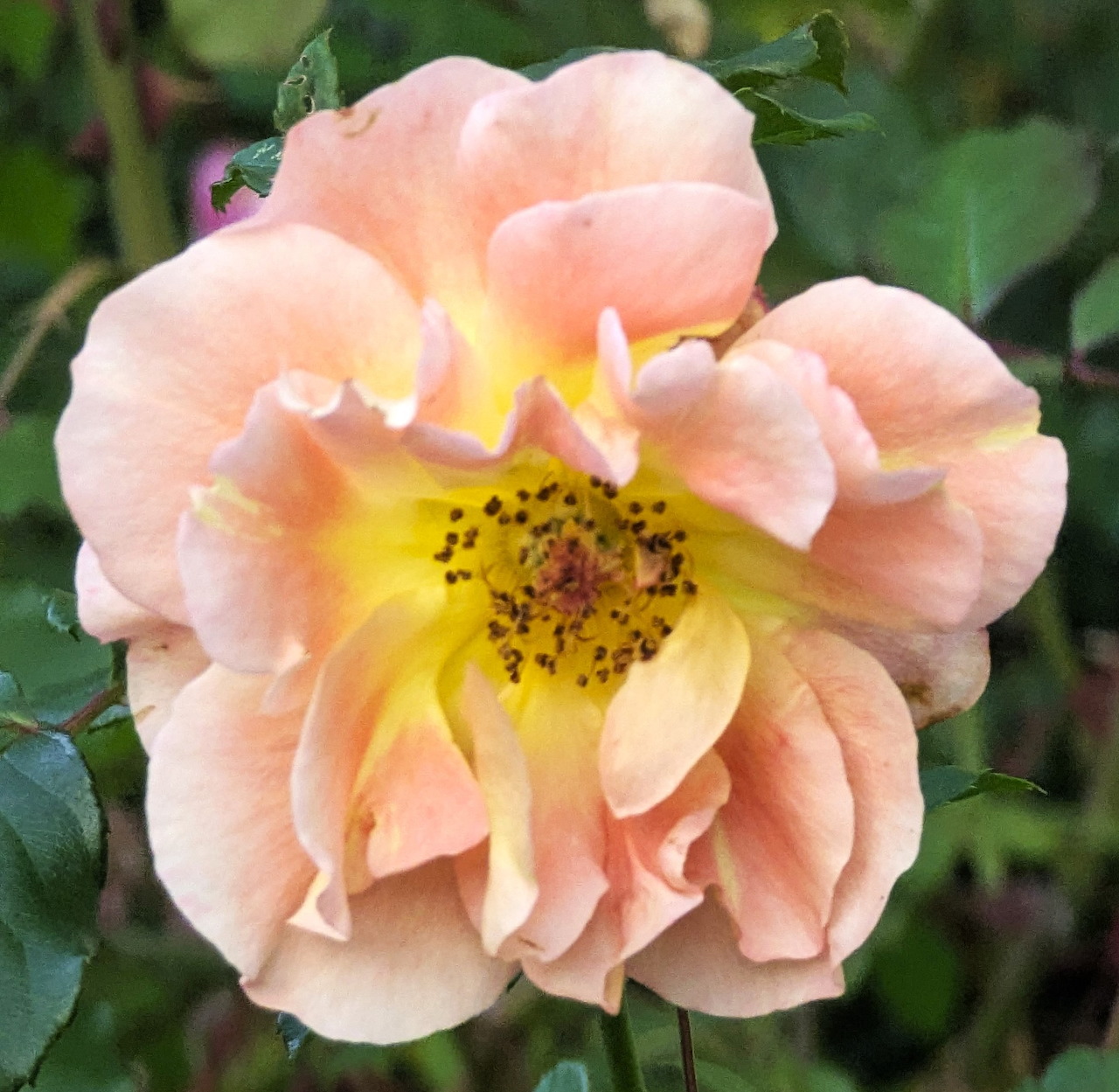 Close-up of a peach and yellow rose flower with green leaves in the background