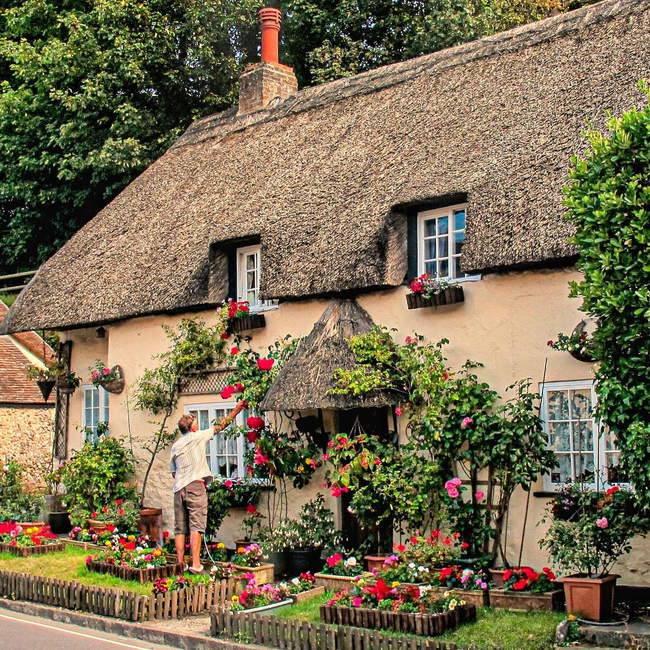 Pink thatched roof cottage with blue shutters surrounded by vibrant flowers and climbing roses