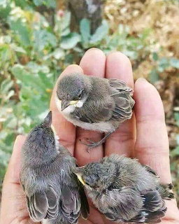 Three baby sparrows sitting in a person's open hand with blurred greenery behind