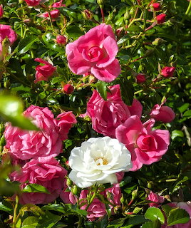 Pink and white roses bloming on a green leafy bush in sunlight