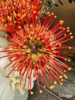 Close-up of a red and orange leucospermum pincushion flower with radiating tubular petals tipped in yellow
