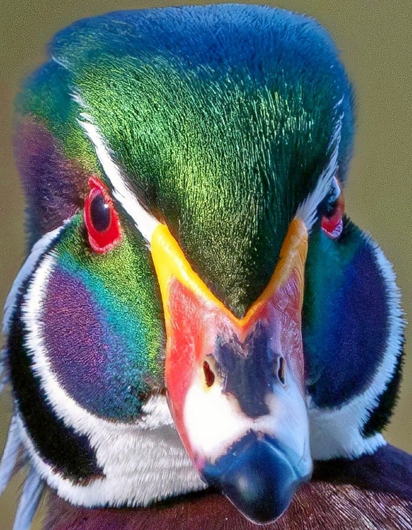 Close-up of a male wood duck with iridescent green, blue, and purple feathers and red eyes