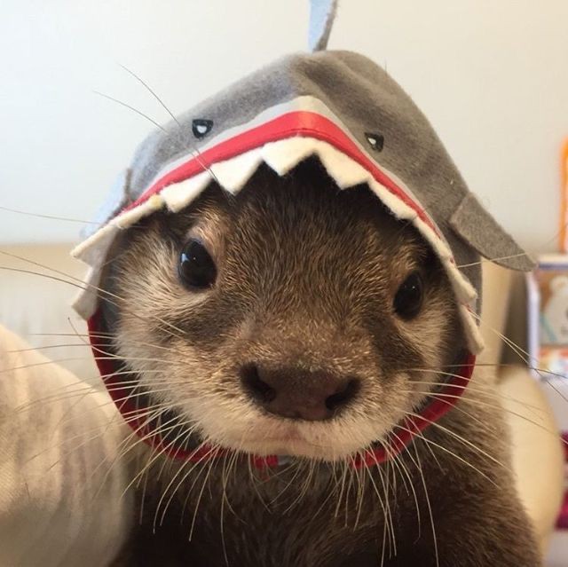 Close-up of a cute otter wearing a shark hood costume indoors