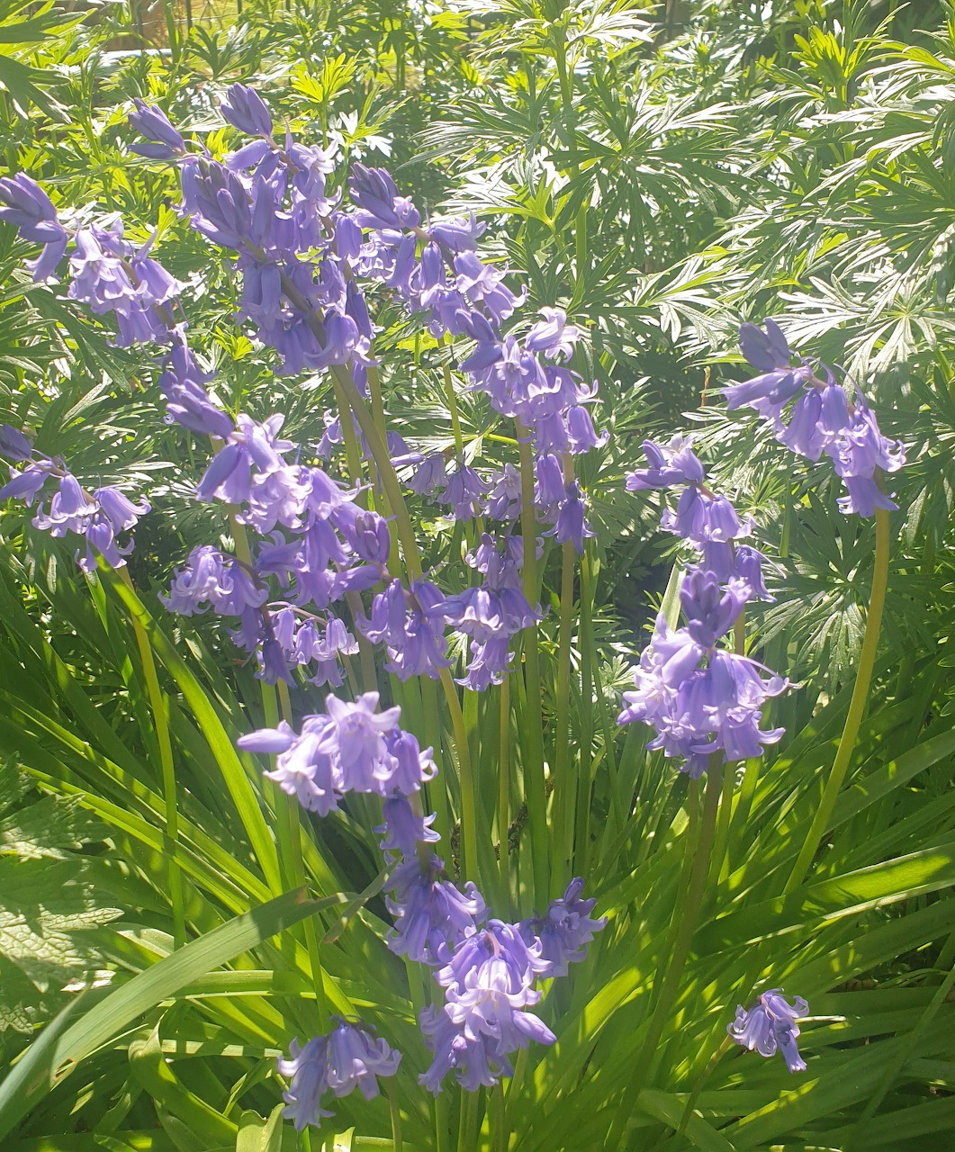 Purple bluebell flowers blooming among green foliage in a sunny garden