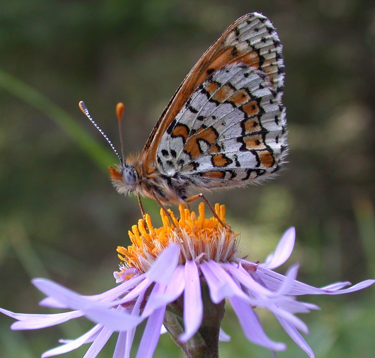 Orange and white checkered butterfly feeding on purple flower