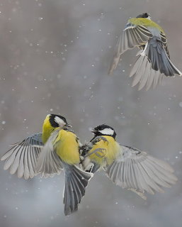 Three yellow and black songbirds flying in falling snow against a blurred gray background