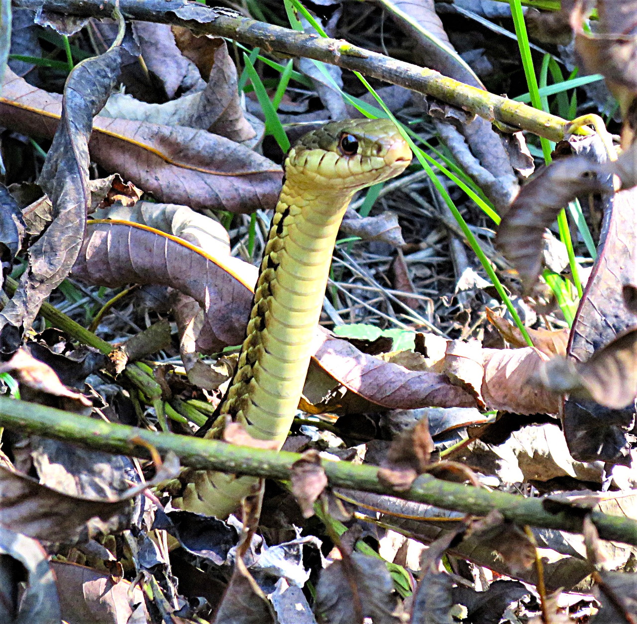 Slender green snake lifting its head among dry leaves and twigs