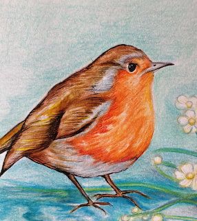 Colored pencil drawing of a European robin with orange breast perched near white blossoms