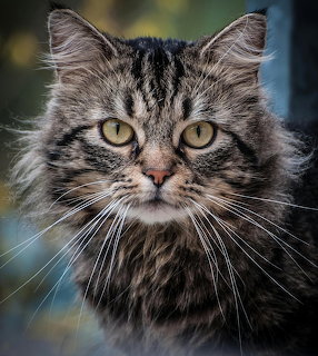 Close-up portrait of a fluffy tabby cat with yellow-green eyes and long whiskers looking directly at camera