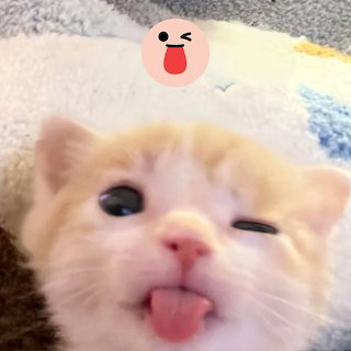 Winking Ginger Kitten
