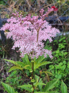 Pink Queen of the Prairie flower with clustered bloms and green leaves in a garden