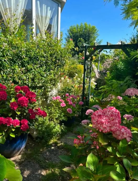Garden path beside a house with pink hydrangeas, red flowers, and lush green foliage