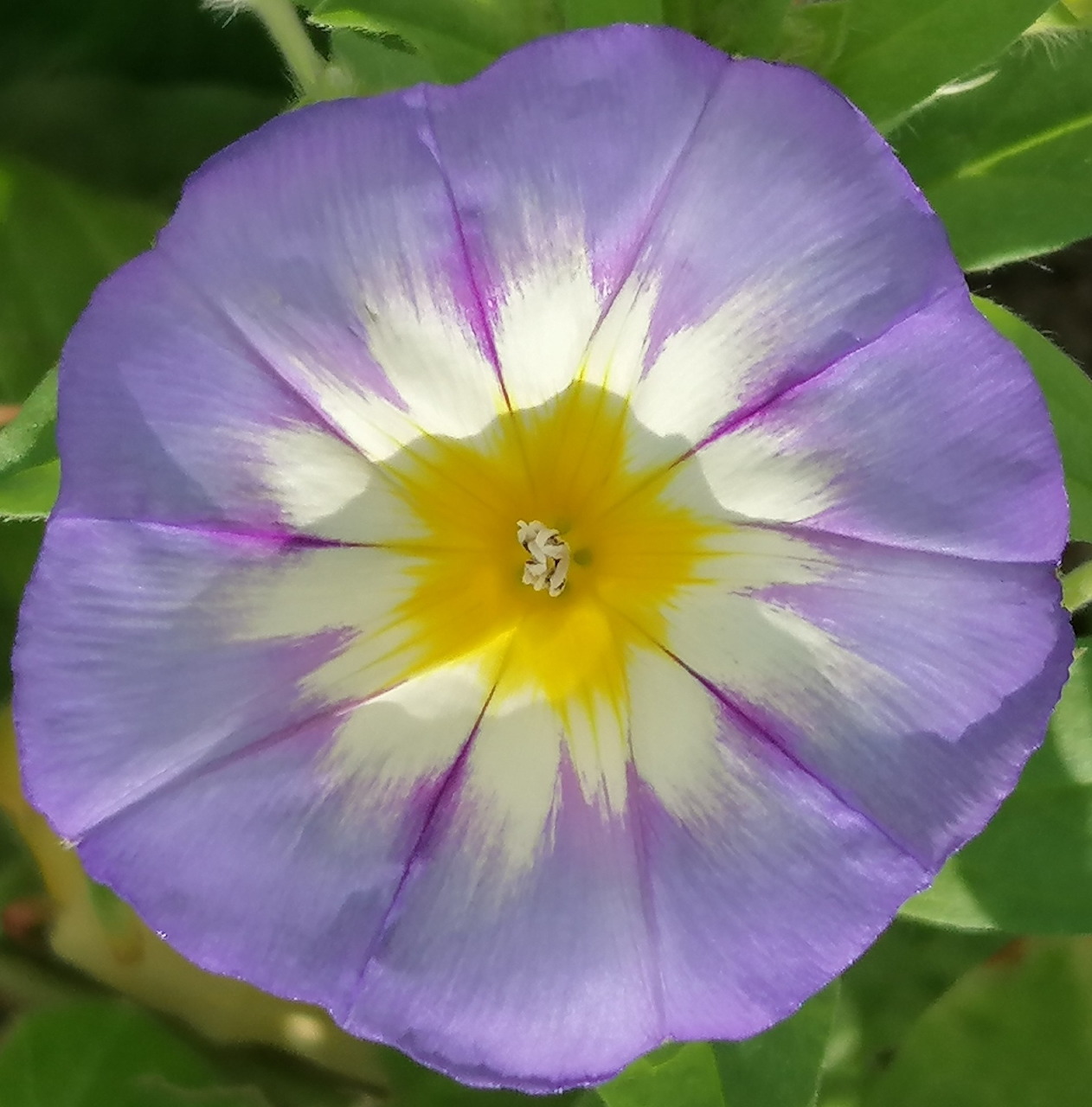 Purple morning glory flower with white and yellow center on green leaves