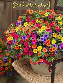 Colorful petunia flowers in container on wicker chair with Good Morning text