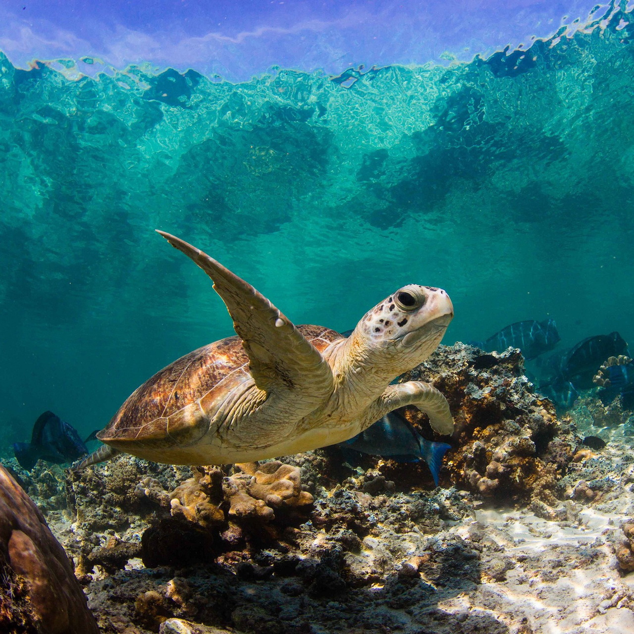 Sea Turtle Swimming Underwater