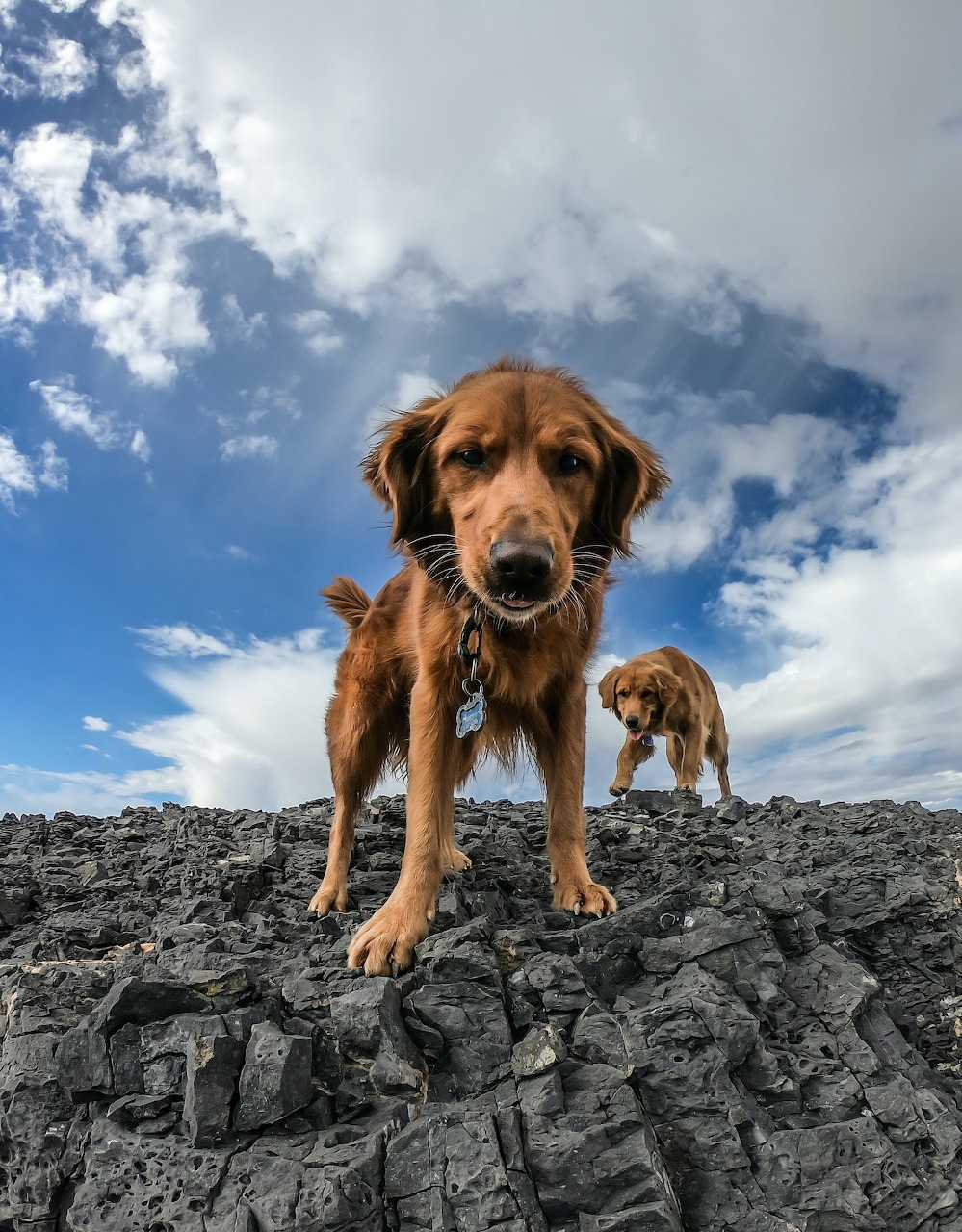Two brown dogs standing on dark rocks against a blue sky with clouds, shot from below